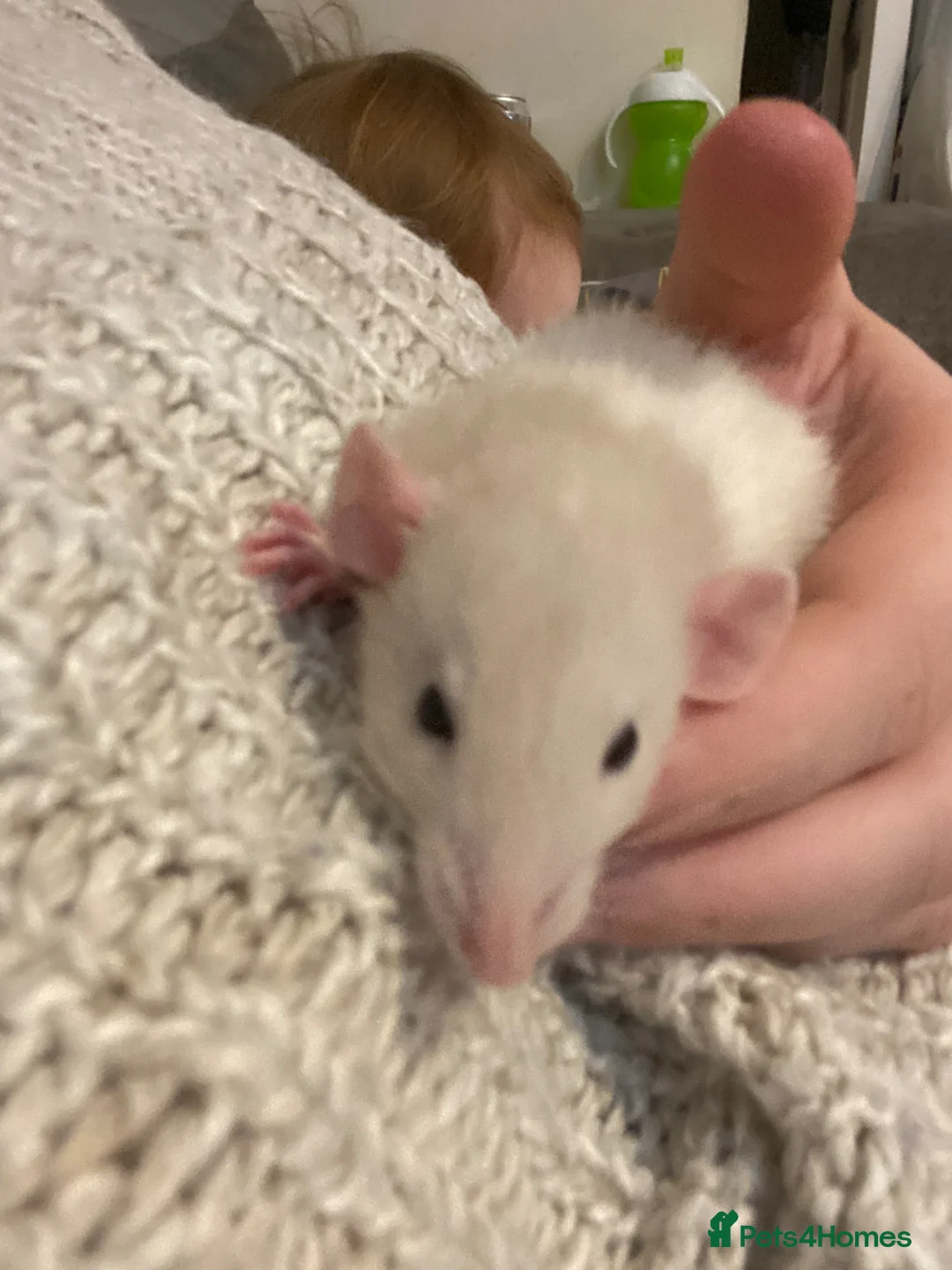 Rat rodents for sale: Female rat FREE please read! - Advert 4