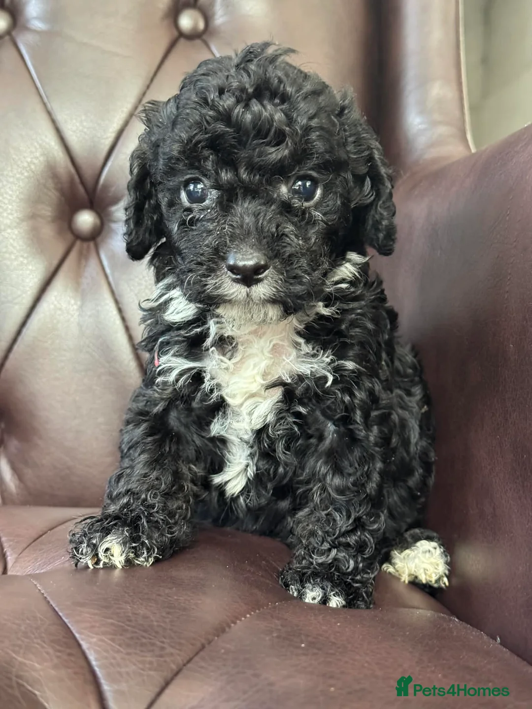 Cavapoo dogs for sale: F1b toy cavapoos - Advert 2