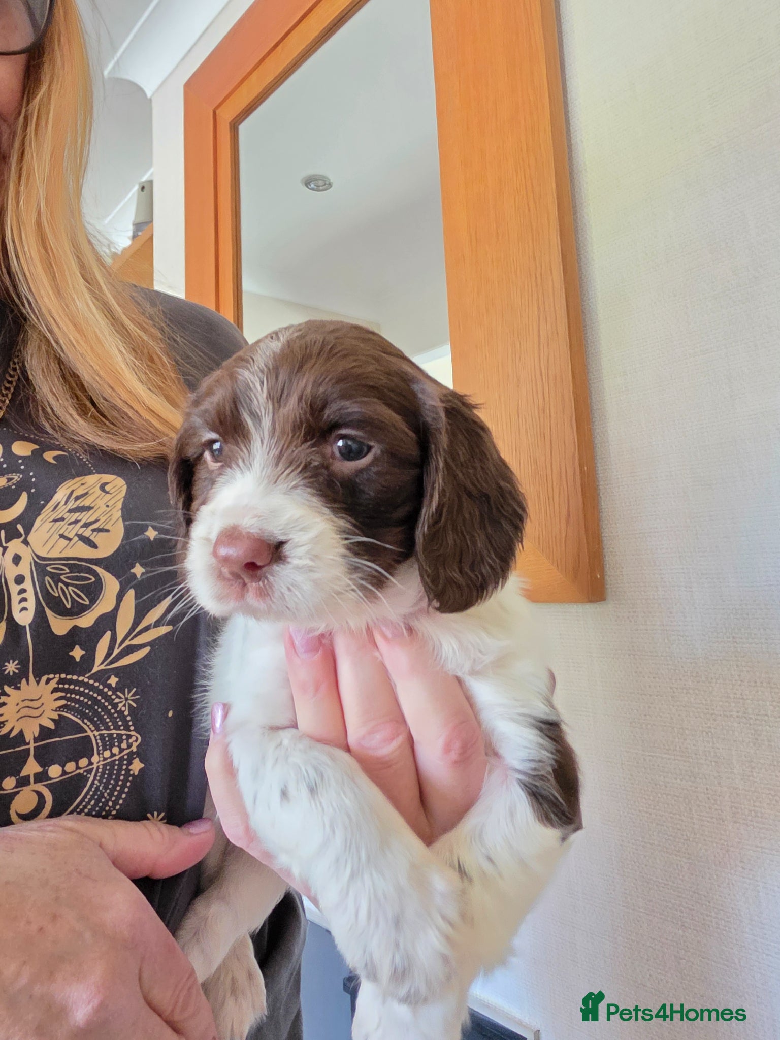 English Springer Spaniel dogs Springer spaniel pups - Advert 2