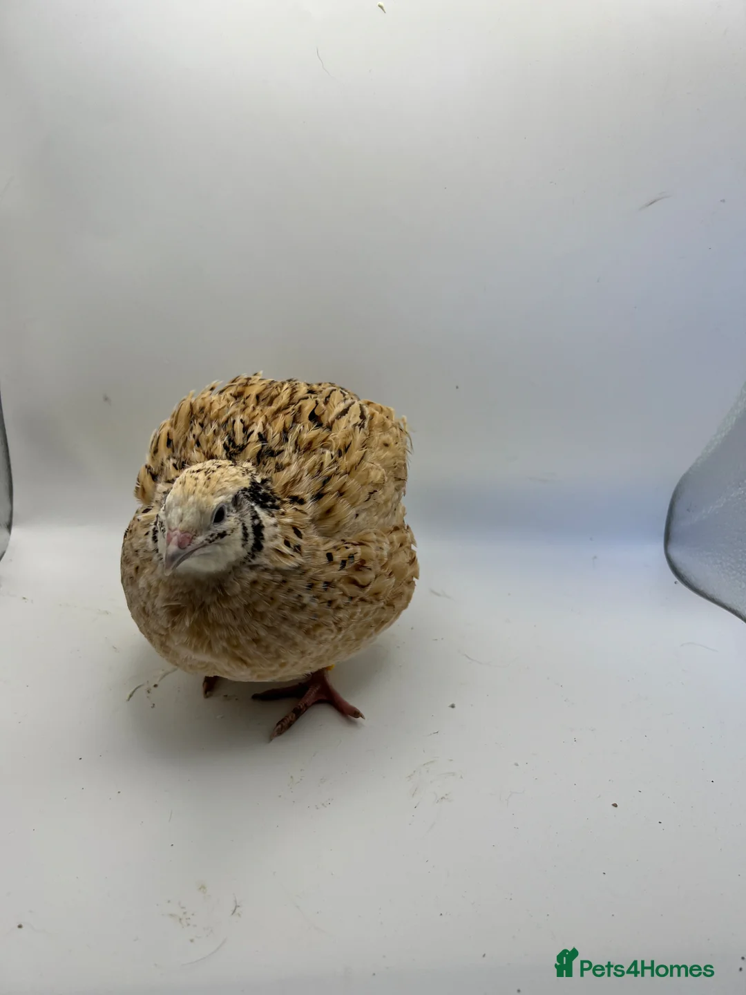 Quail poultry for sale: Jumbo Coturnix Quail Hatching Eggs - Advert 3