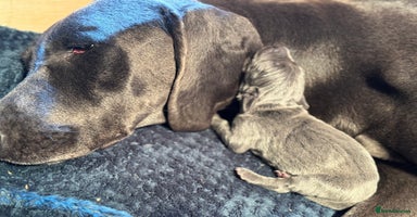 Weimaraner dogs - Advert 16