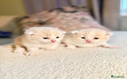British Shorthair cats for sale: Handsome British Shorthair Kittens  - Image 3