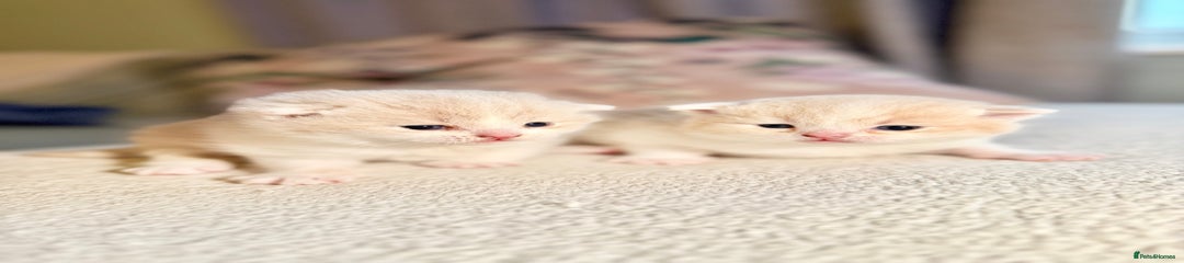 British Shorthair Kitten 1