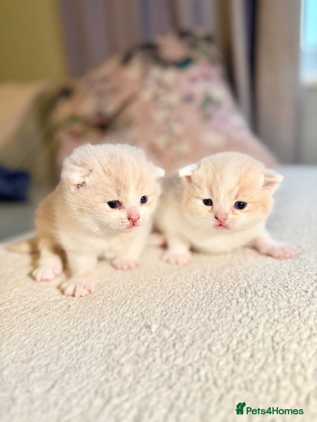 British Shorthair cats for sale: Handsome British Shorthair Kittens  - Image 3