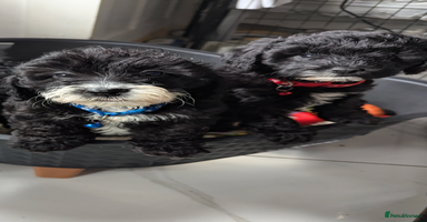 Cavapoochon dogs - Advert 14