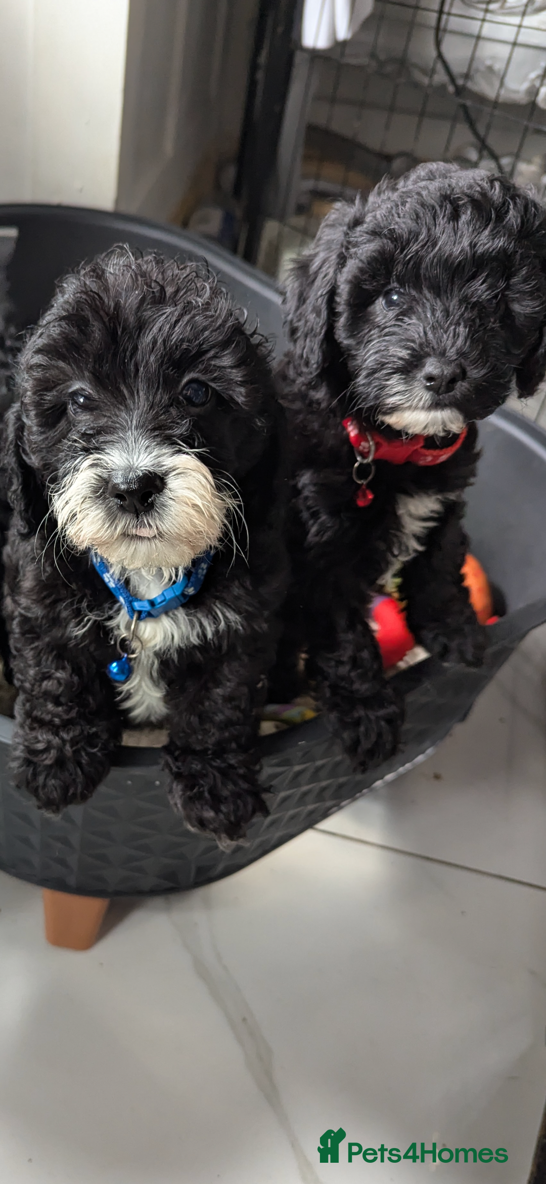 Cavapoochon dogs for sale: Cavapoochon puppies .ready now  - Image 2
