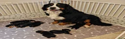 Bernese Mountain Dog dogs for sale: KC Registered Bernese Mounrain Dog Puppies - Advert 9