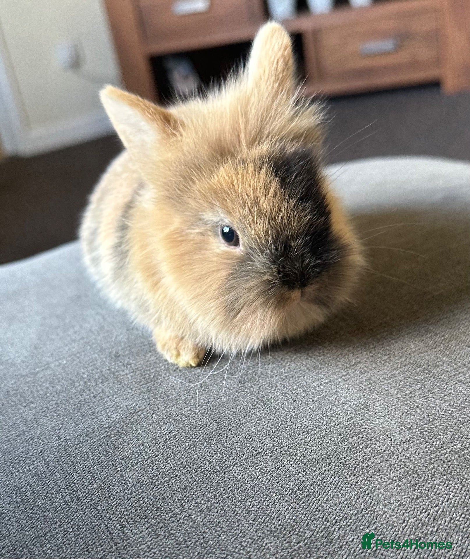Dwarf Lop rabbits for sale: Dwarf bunnies - Advert 16
