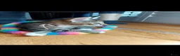 Mixed Breed cats for sale: 3 cute kittens for loving home - Advert 15