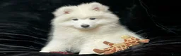 Samoyed dogs for sale: Beautiful Samoyed Puppies from Champion Father - Advert 24