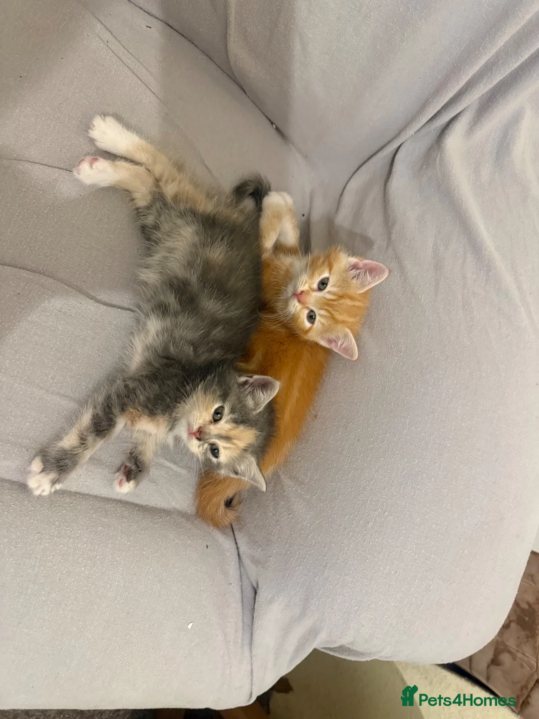 Mixed Breed cats for sale: Exotic Persian cross kittens - ready for new homes - Advert 10