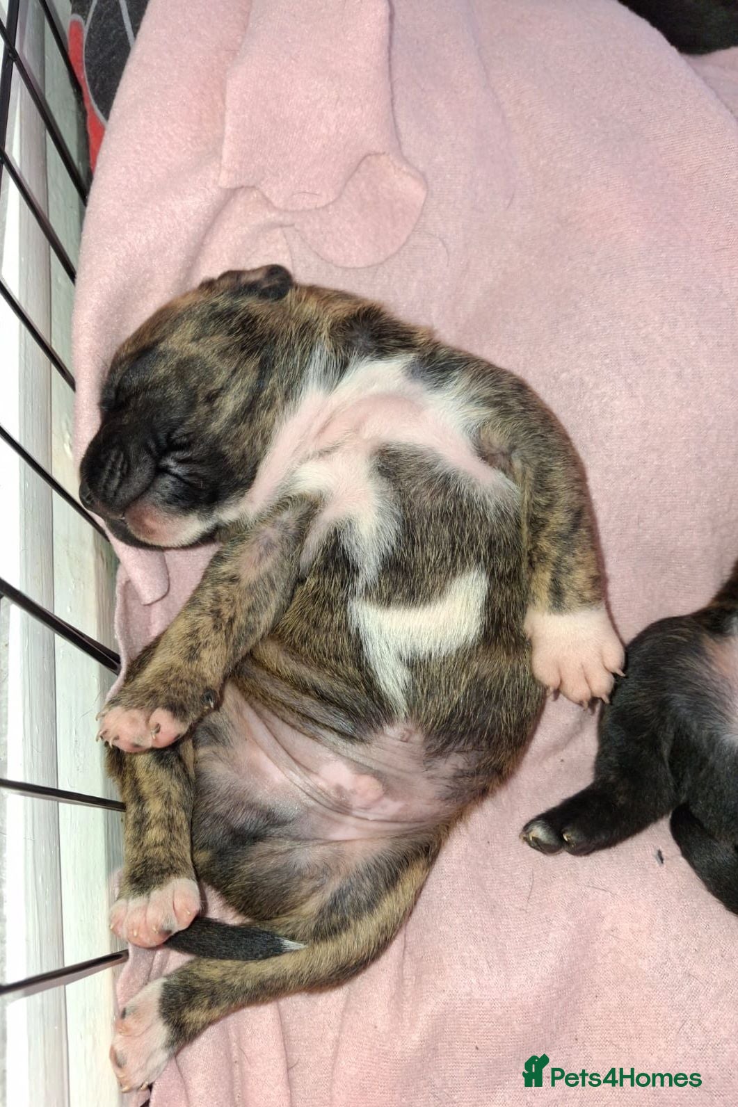 Staffordshire Bull Terrier dogs Beautiful Staffordshire bull terrier pups ❤️🐶 - Advert 2