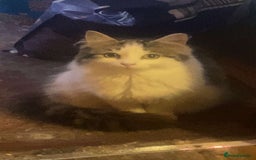 Mixed Breed cats for sale: FOR SALE!! cats and kittens x - Image 19