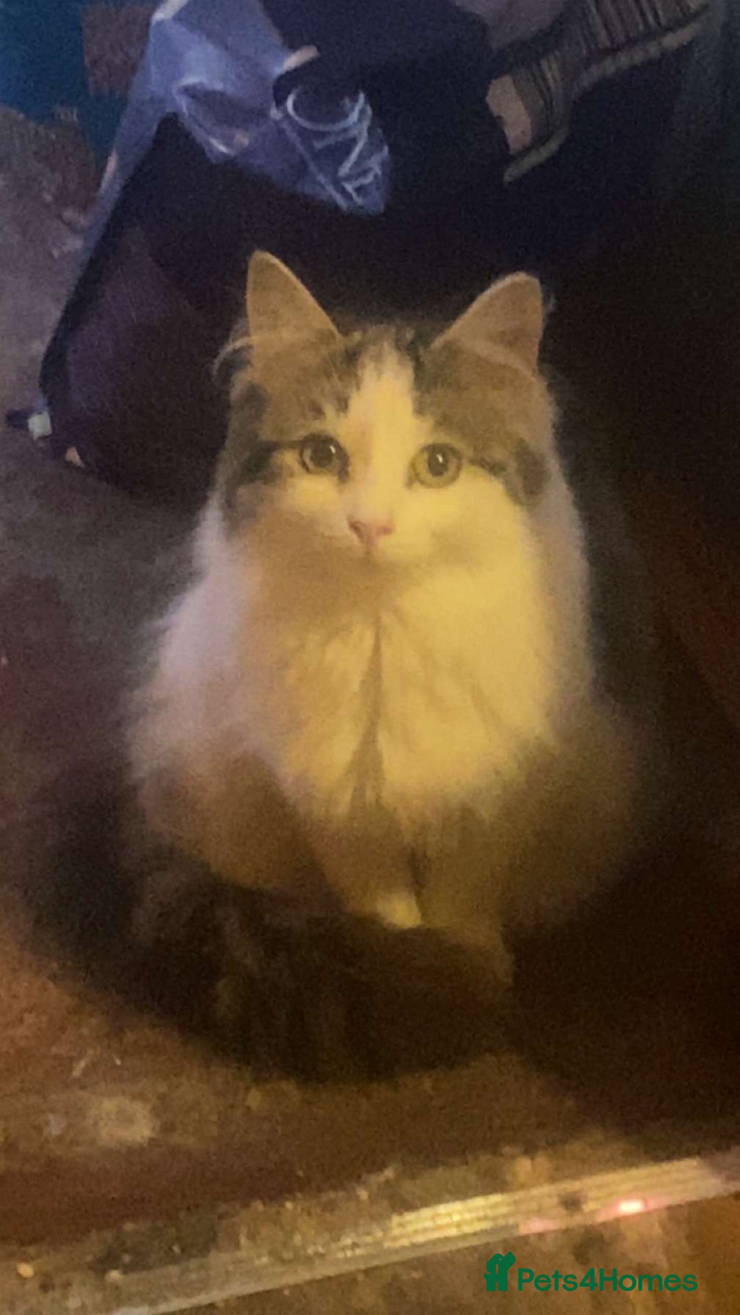 Mixed Breed cats for sale: FOR SALE!! cats and kittens x - Image 19