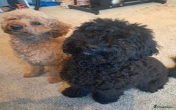 Mixed Breed dogs for sale: Betsy and Willow - Image 6