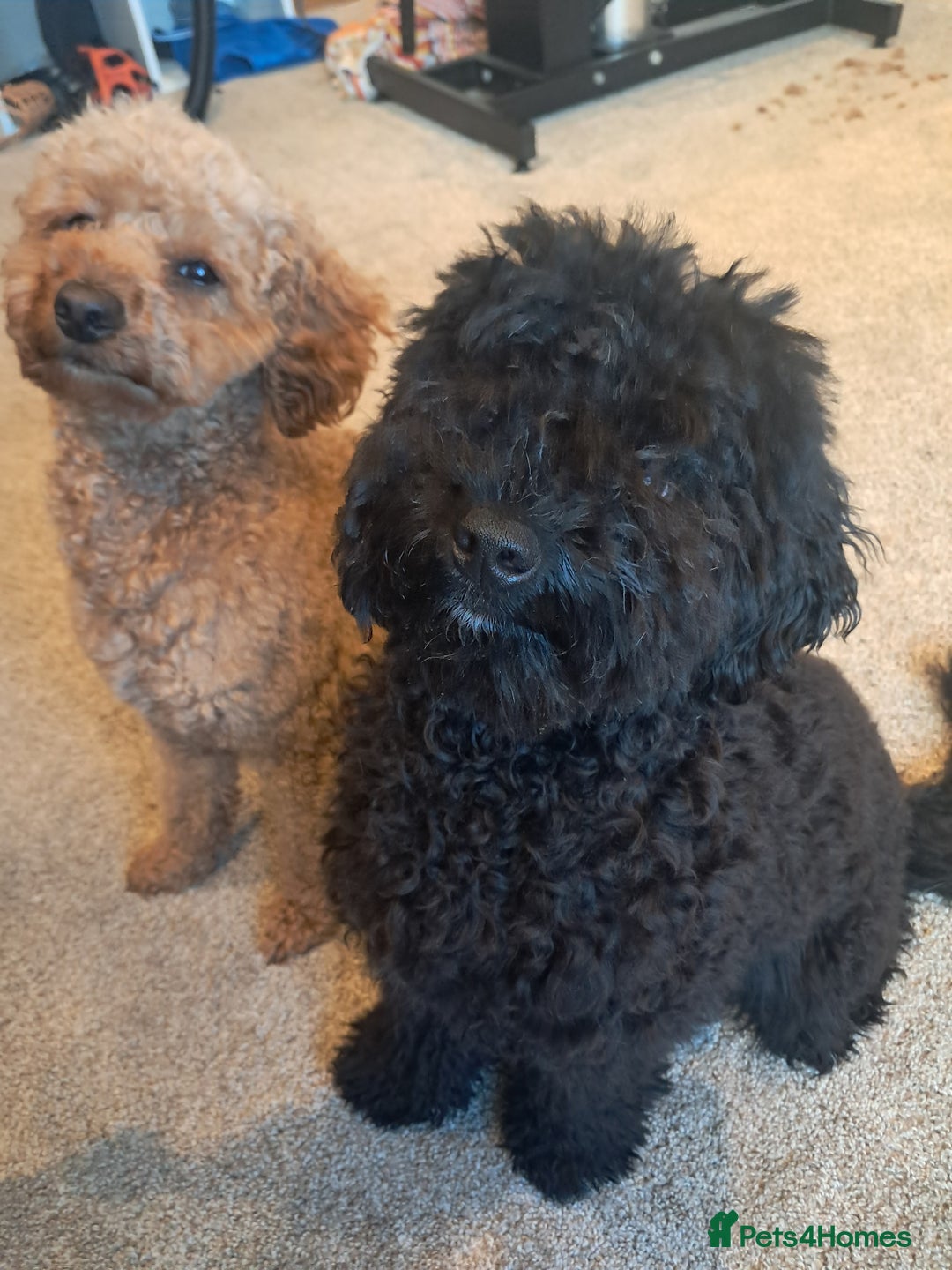 Mixed Breed dogs for sale: Betsy and Willow - Image 6