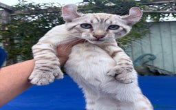 Keetso cats for sale: The best Keetso boy ever  - Image 18