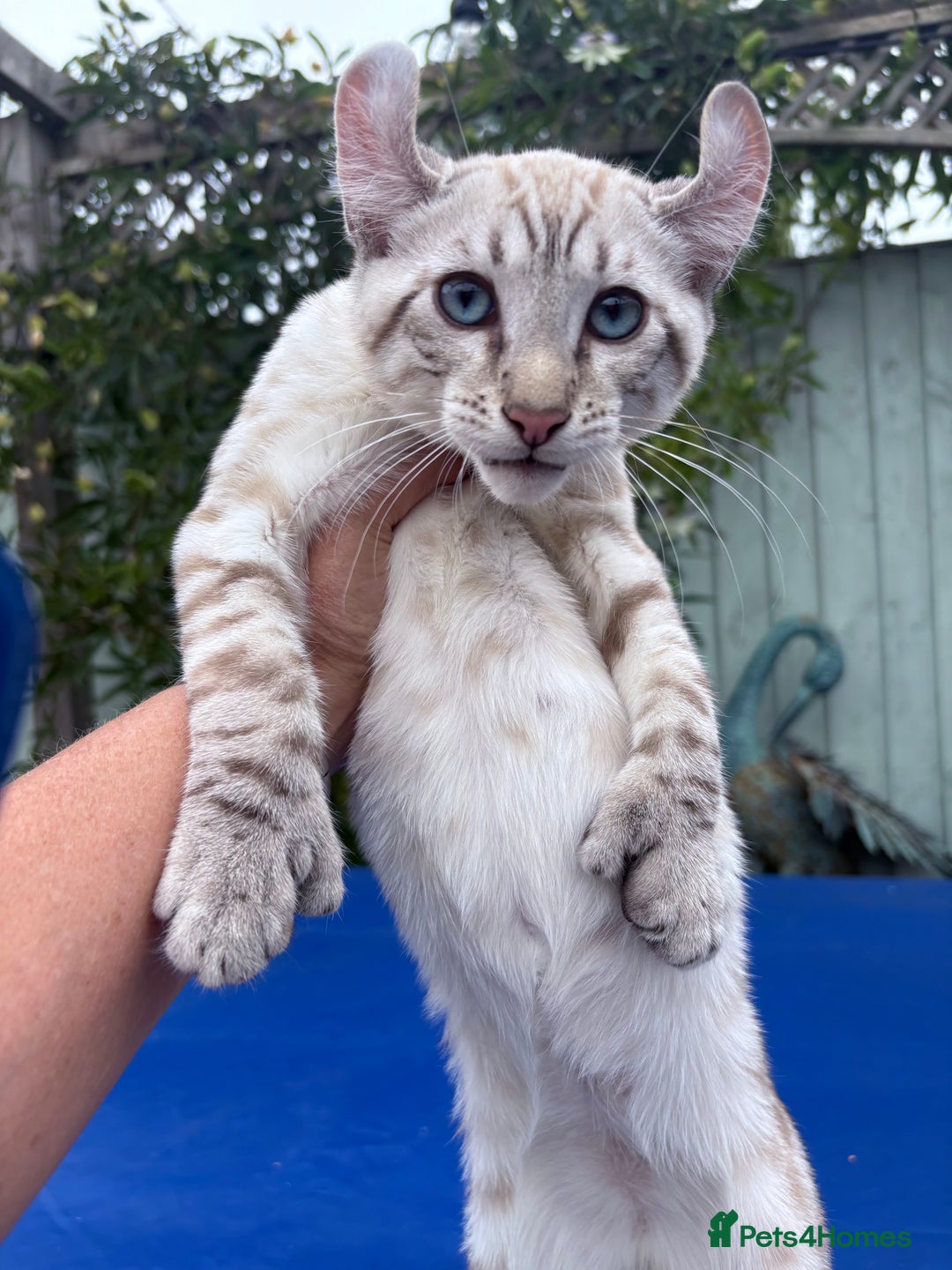 Keetso cats for sale: The best Keetso boy ever  - Image 18