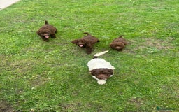 Cockapoo dogs for sale: Cockapoo puppies for sale  in Manchester - Image 2