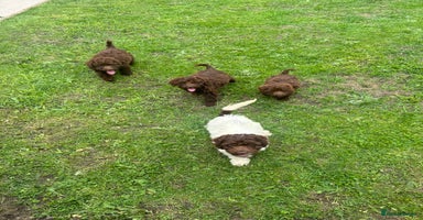 Cockapoo dogs for sale in Manchester - Advert 12