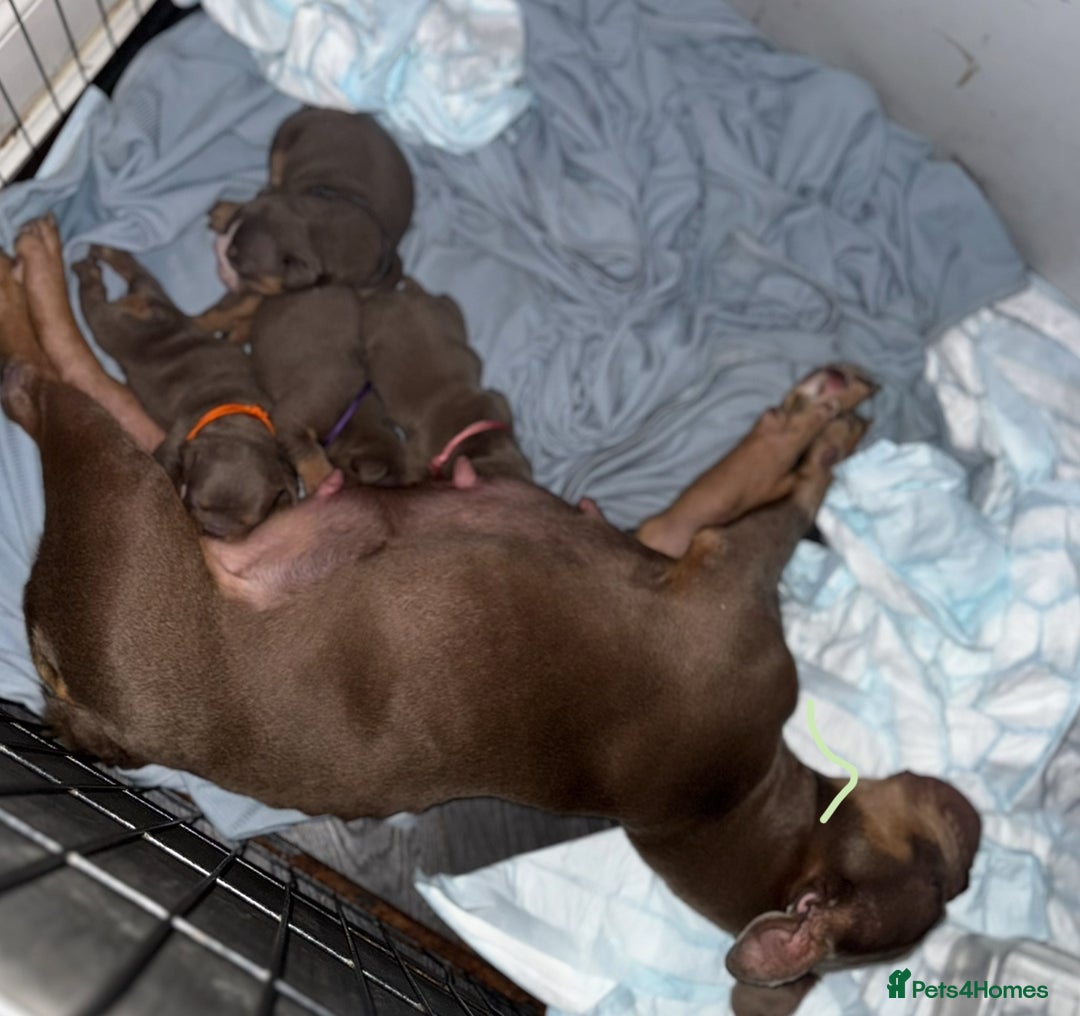 English Bulldog dogs for sale: 2 Lilac Tri english bulldogs - Advert 15