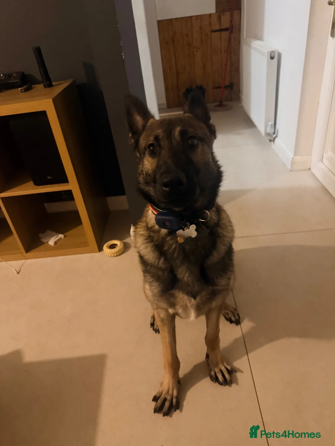 Belgian Shepherd Dog dogs for sale: Max - Full of Energy in Stoke-on-Trent - Advert 2