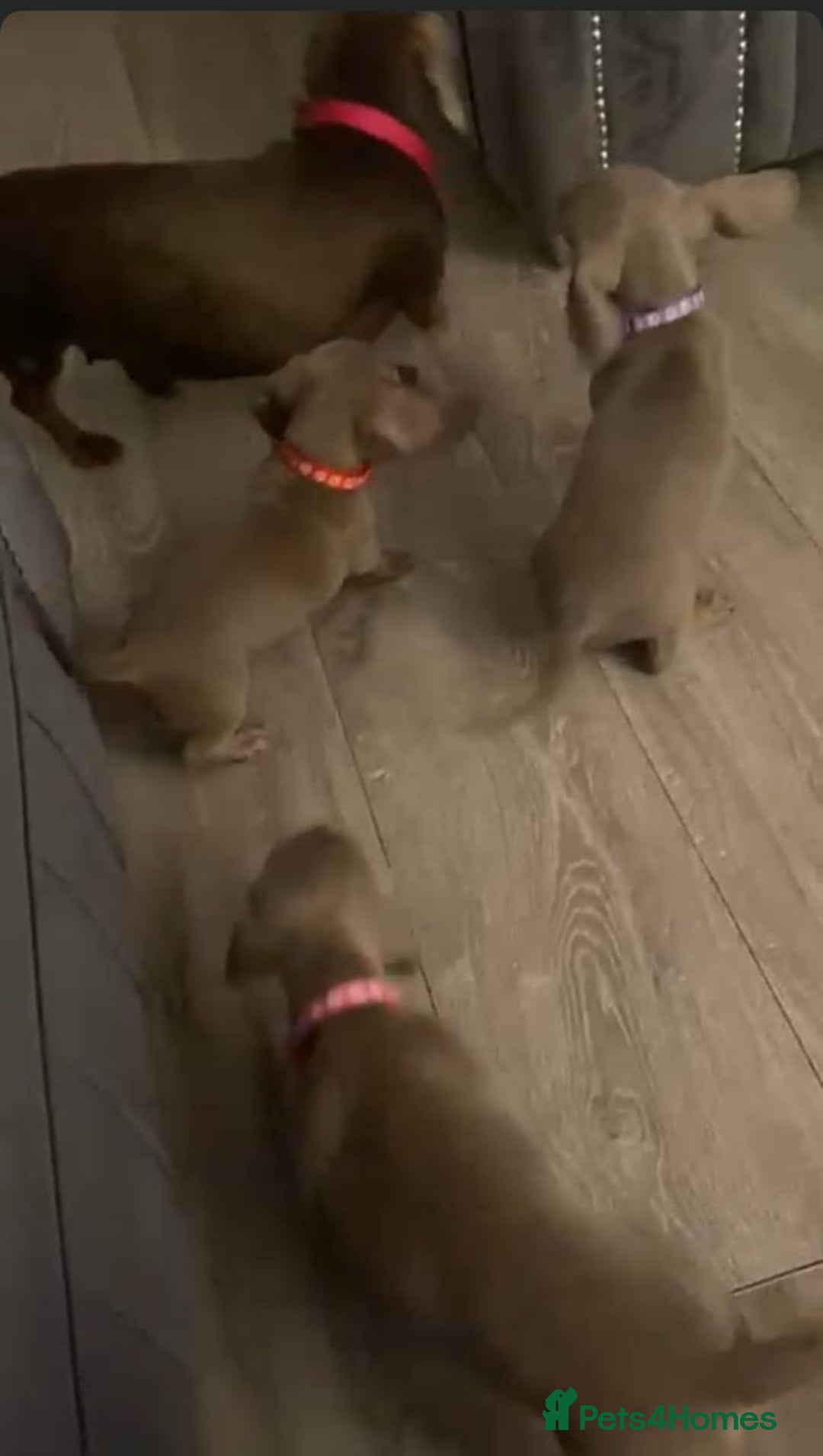 Miniature Dachshund dogs for sale: Beautiful Miniature Dachshund Puppies For Sale! - Image 3