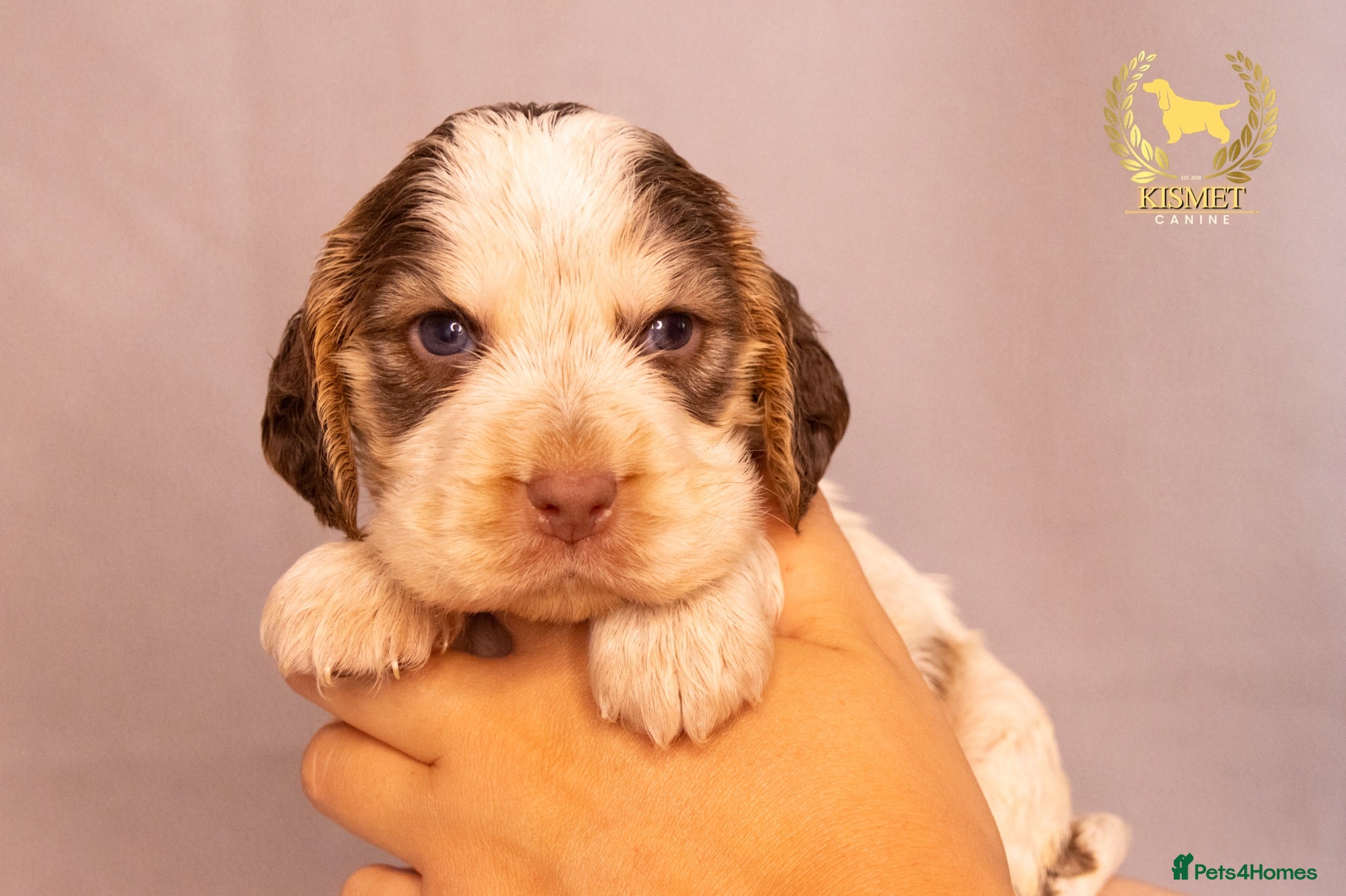 Cocker Spaniel dogs TRUE SHOW TYPE COCKER SPANIELS - Advert 2