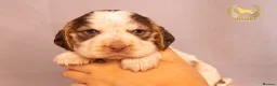 Cocker Spaniel dogs for sale: TRUE SHOW TYPE COCKER SPANIELS - Advert 2