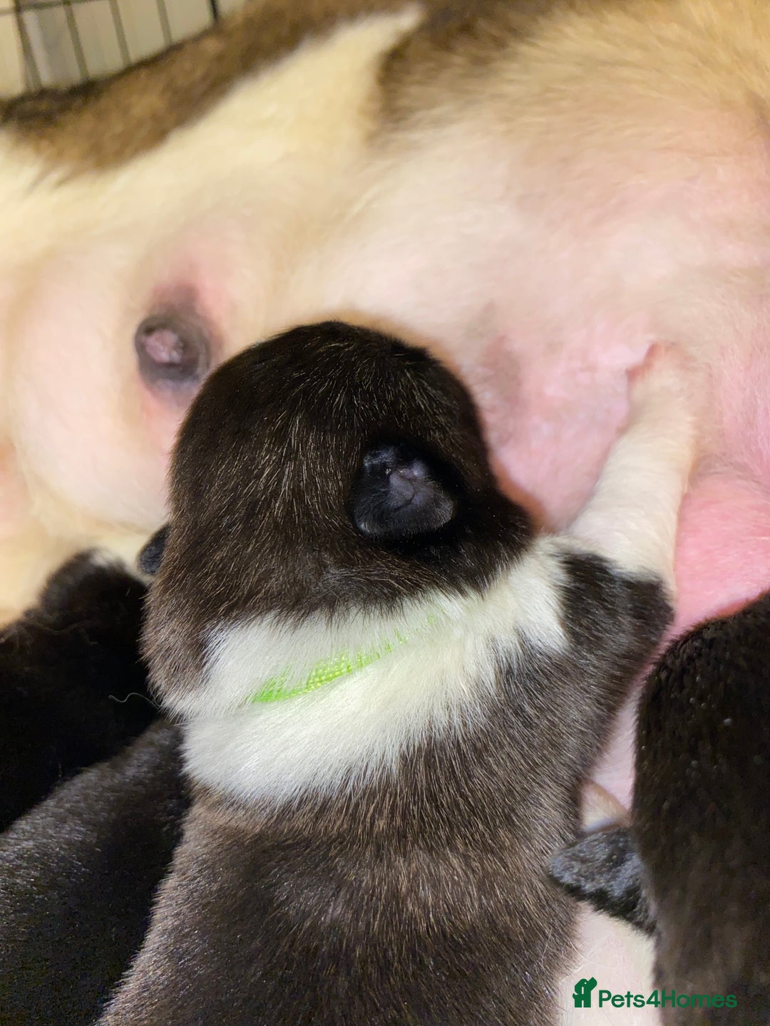 Akita dogs for sale: Beautiful American Akita Puppies  - Advert 18