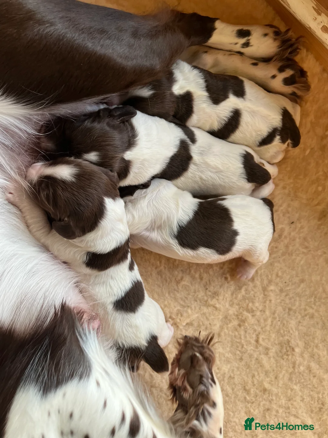 English Springer Spaniel dogs for sale: KC Reg English Springer Spaniel Puppies For Sale - Advert 9