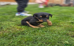 Mixed Breed dogs for sale: Dobermann cross puppies  - Image 2