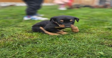 Mixed Breed dogs - Advert 8