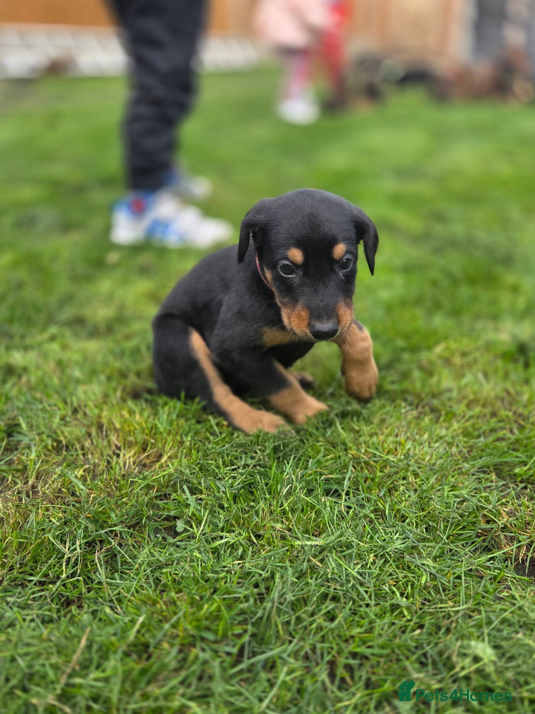 Mixed Breed dogs for sale: Dobermann cross puppies  - Image 2