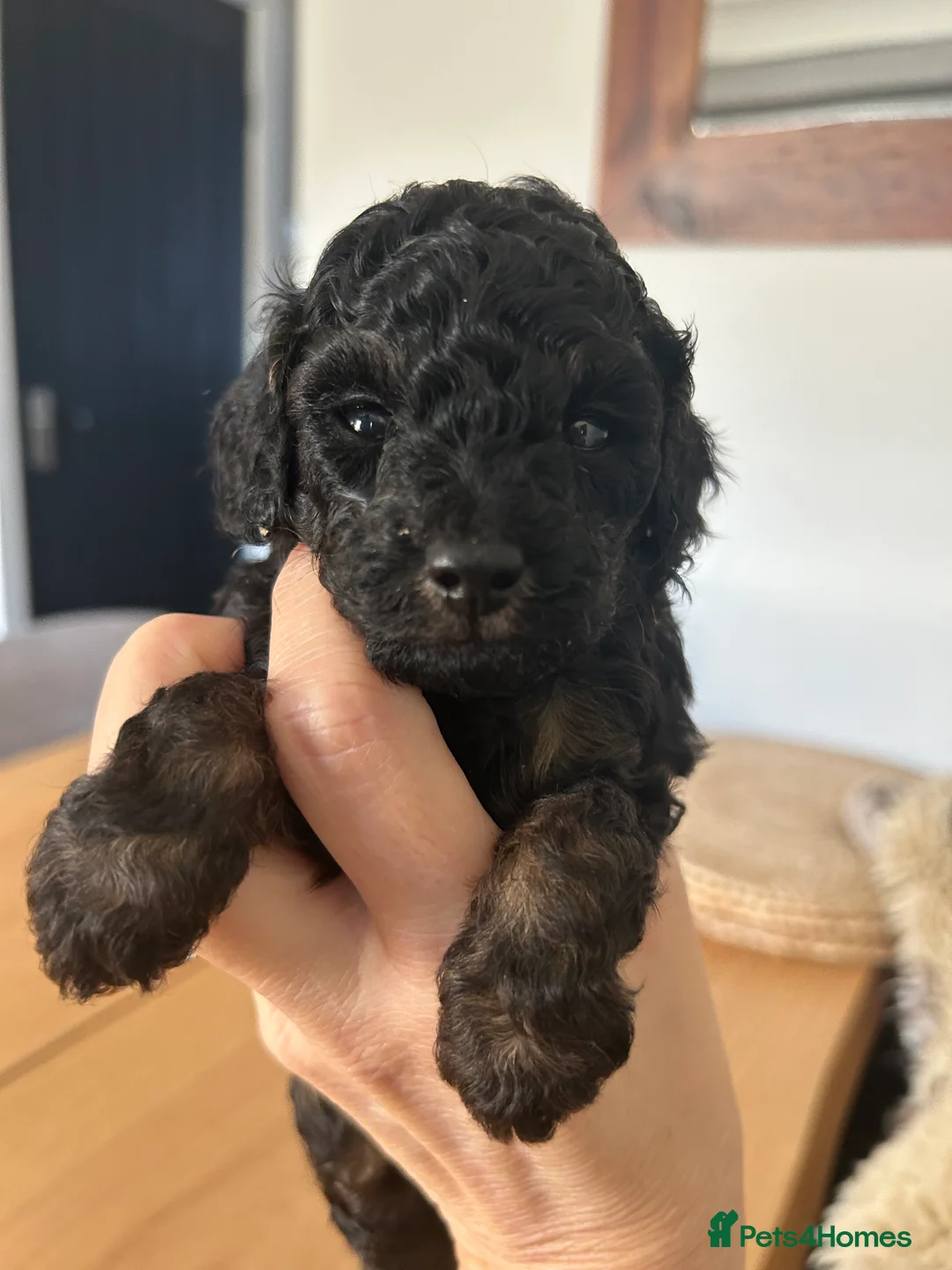 Toy Poodle dogs for sale: Outstanding toy poodles  - Advert 8