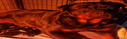 Rottweiler dogs for sale: BEAUTIFUL ROTTWEILER PUPPIES FULL KC SHOW QUALITY  in Liverpool - Advert 8