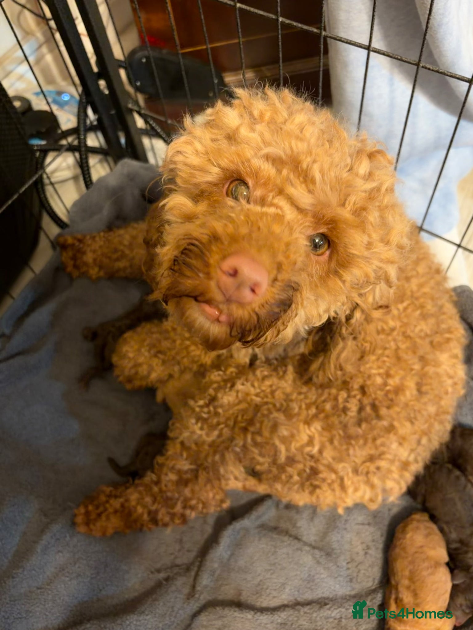 Toy Poodle dogs Stunning toy poodle puppies for sale in Eastleigh - Advert 2