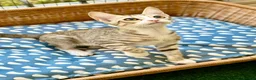 Arabian Mau cats for adoption: Male Rescue Kitten for Adoption - Advert 4