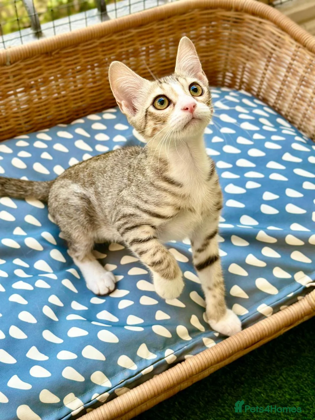 Arabian Mau cats for adoption: Male Rescue Kitten for Adoption - Advert 4