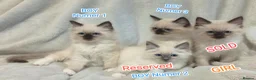 Ragdoll cats for sale: Wonderful Ragdoll Kittens  - Advert 2