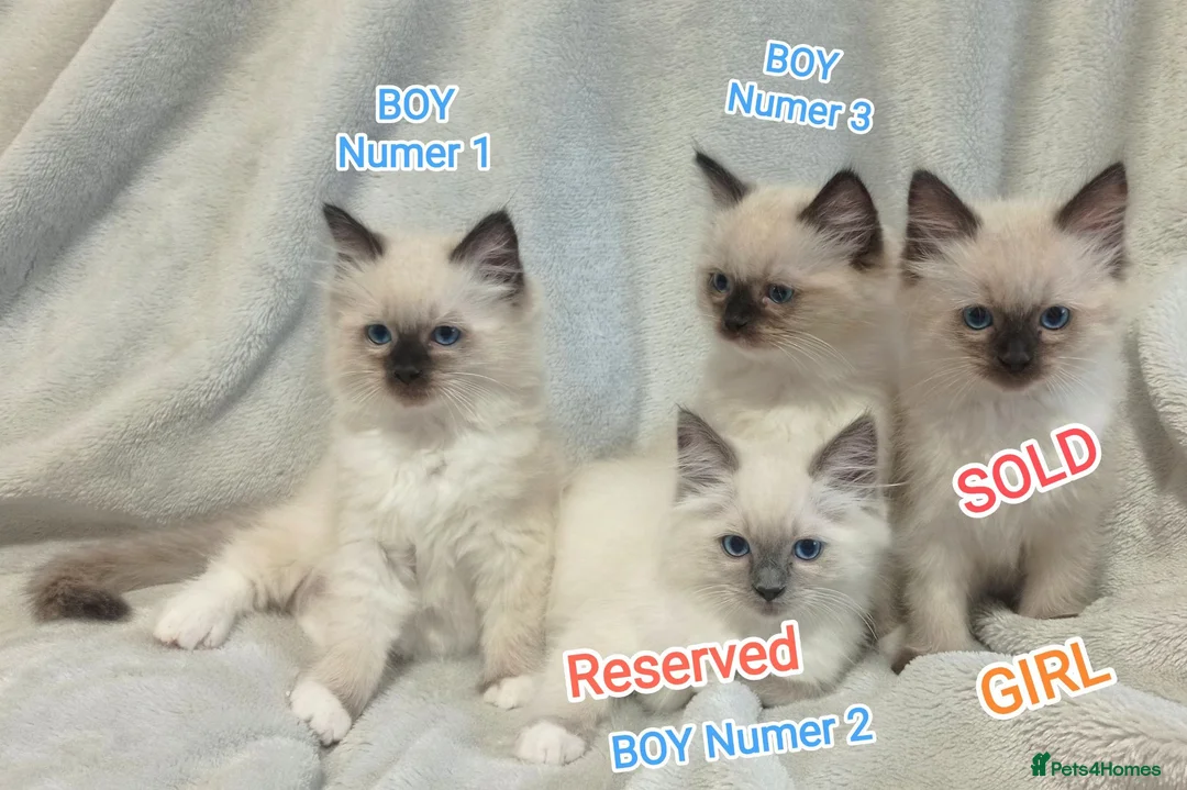 Ragdoll cats for sale: Wonderful Ragdoll Kittens  - Advert 2