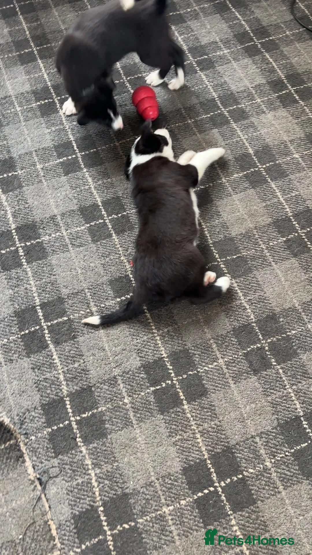 Border Collie dogs for sale: 2 collie pups  - Advert 6