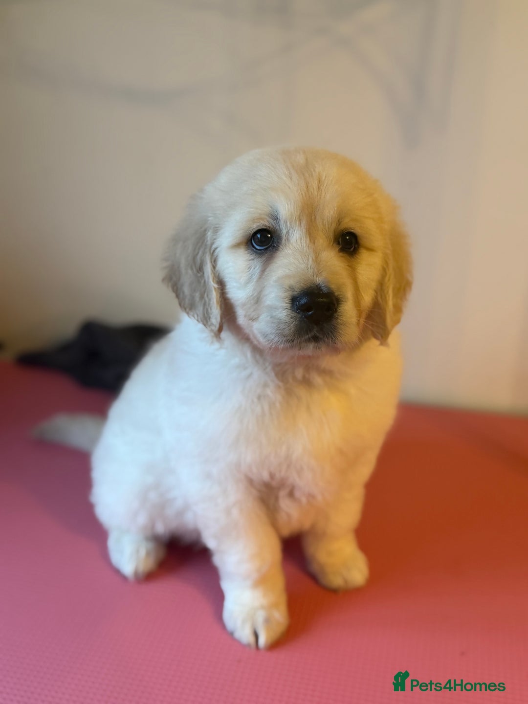 Golden Retriever dogs for sale:  FULLY HEALTH TESTED PARENTS - Advert 6