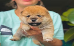 Japanese Shiba Inu dogs for sale: KC reg Japanese Shiba Inu puppies  - Image 21