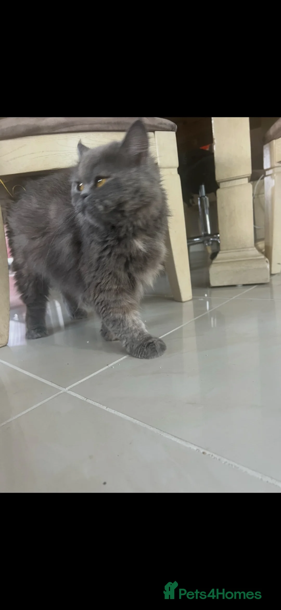 Mixed Breed cats for sale: Mixed Persian kitten- boy - Advert 5