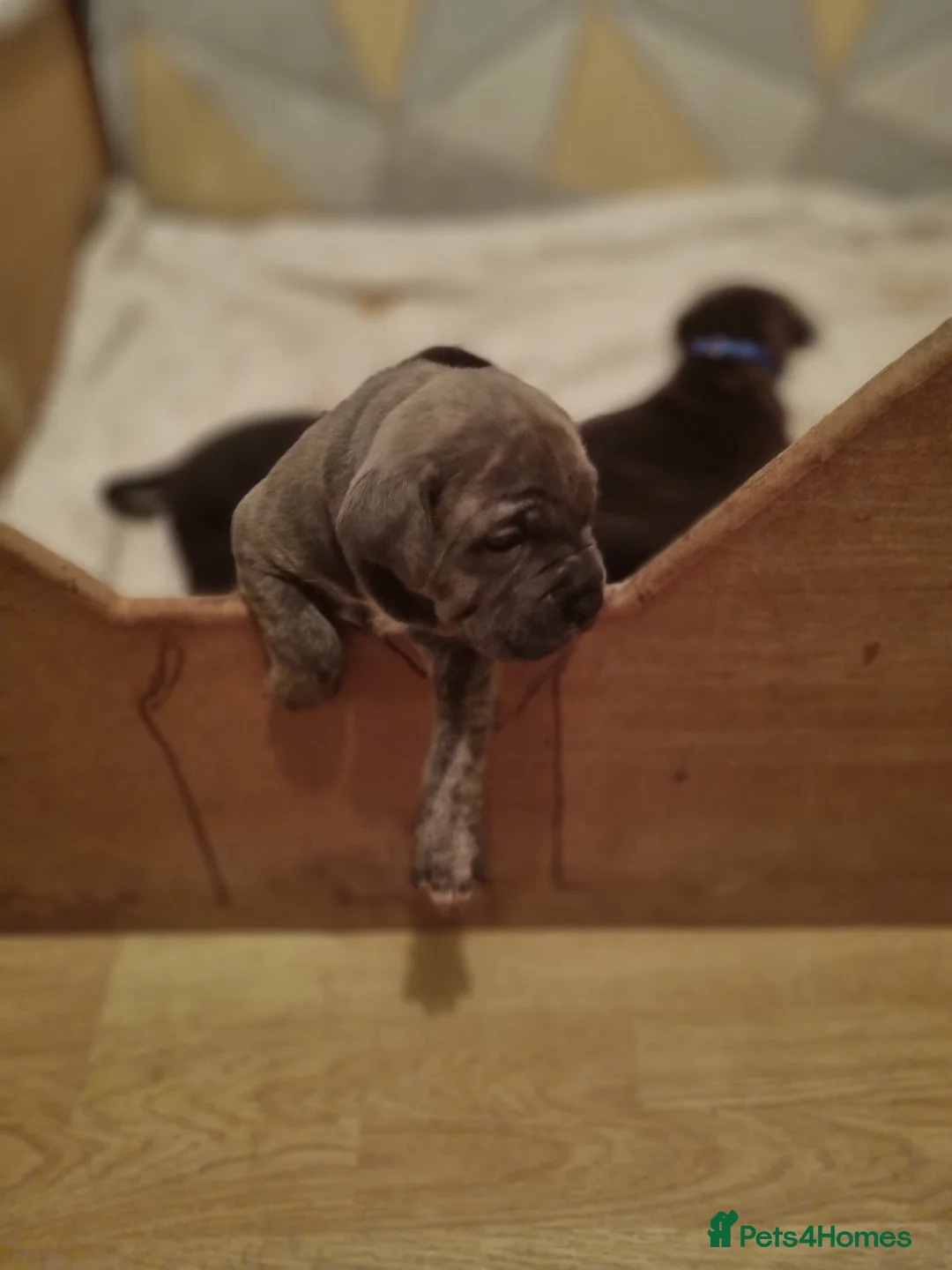 Cane Corso dogs for sale: ITALIAN CANE CORSO  - Advert 18