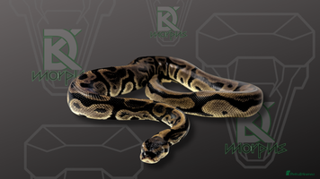 Python Snake reptiles Leopard DH Candy Pied Ball Python - Advert 8