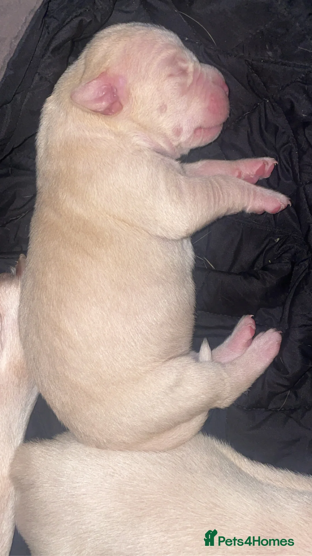 American Bull Staffy dogs for sale: Beautiful pups 4boys 2girls  **  Manchester - Advert 5