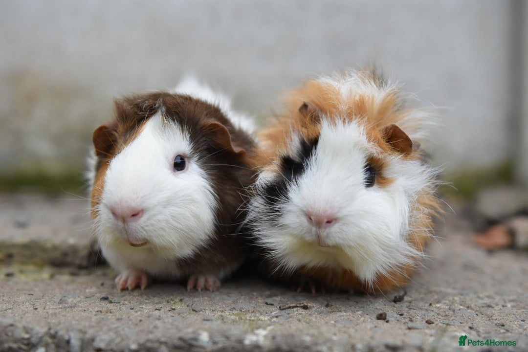 Guinea Pig rodents for sale: 9 Month Old Male Guinea Pigs Looking For Homes in Wigan - Image 29