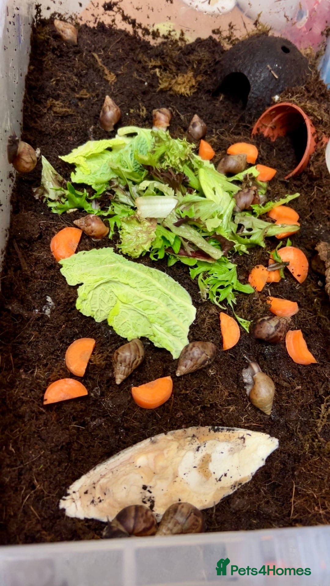 Snails invertebrates for sale: 🐌 Giant African Land Snail Babies 🐌  - Advert 2